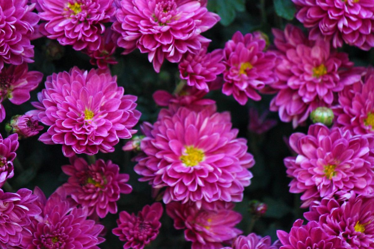 Vibrant display of flowers